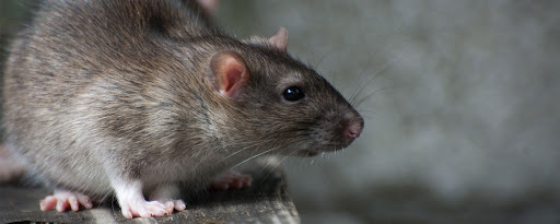 RISCHIO OPERATORI E CITTADINI -TOPI ESCREMENTI UO CHIAIA